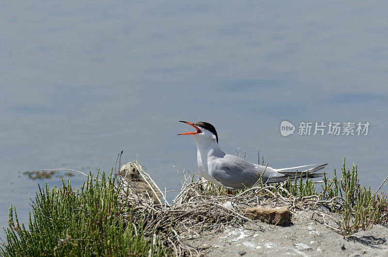 普通燕鸥与雏鸟共巢(Sterna hirundo)